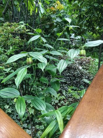 圖7 臺灣寶鐸花就位於紅豆杉前方轉角處，由於植株不高，需要特別尋找它的身影。