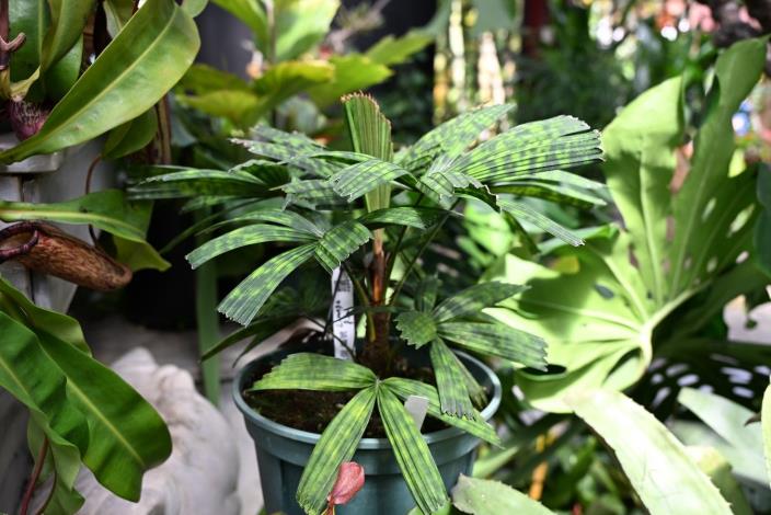 圖7、葉子帶有斑紋的雨林椰子(花斑刺軸櫚)