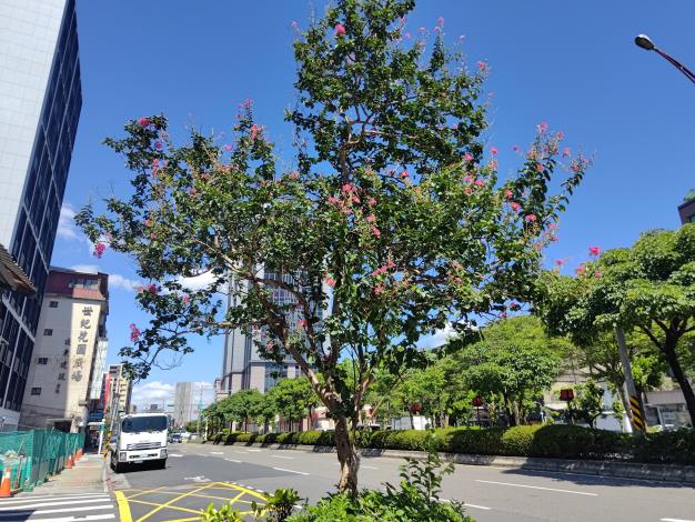 圖5-艋舺大道上的紫薇花景