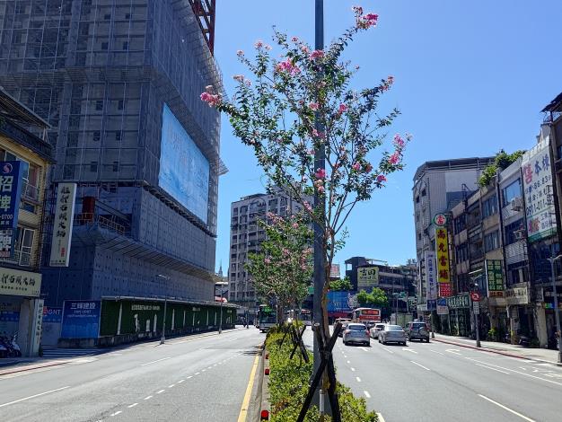 圖2-和平西路三段中央分隔島上紫薇漸開，增添道路鮮明色彩