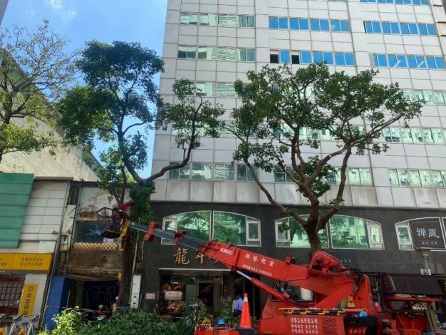(圖7) 公園處以全樹型修剪方式，積極做好防颱整備