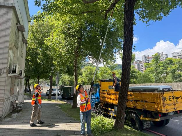 (圖1)公園處加強修剪疏枝，積極做好防災整備