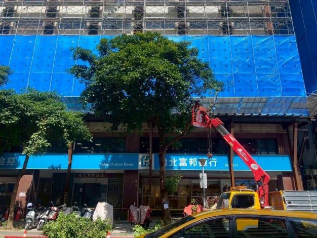 (圖8) 公園處以全樹型修剪方式，積極做好防颱整備