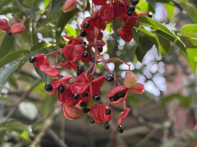 裂開時反捲，似「雞胗」因此野鴉椿也有「鳥腱花」的俗稱