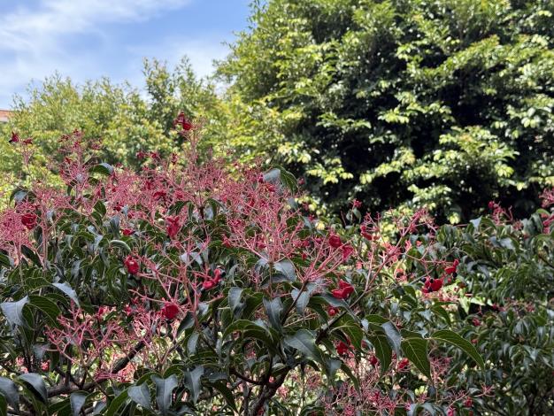 晴朗天氣下，紅果與藍天形成強烈對比，極具觀賞價值。