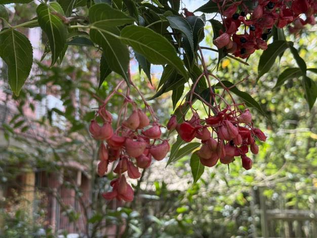 紅色果實宛如小巧盒子，包裹著光滑黑種子，是山林中的秋日驚喜。