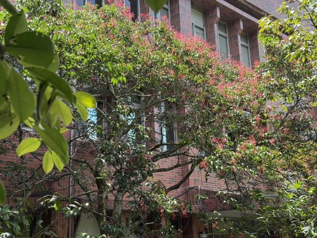 花卉試驗中心辦公室前的野鴉椿，如今正值果實成熟期。