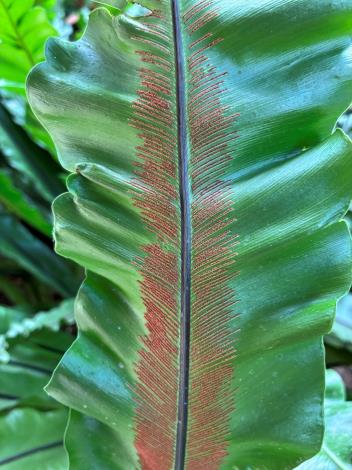 圖7孢子在蕨類植物的繁衍上有重要地位。