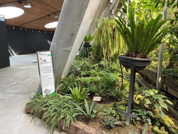 圖3蕨類多樣化的羽狀複葉。