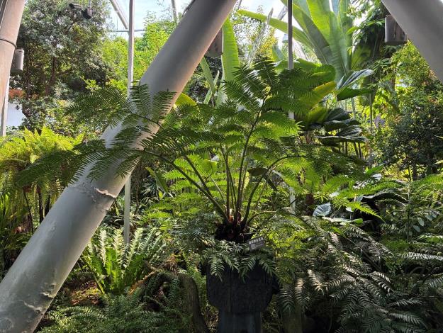 圖8蘭嶼觀音座蓮是最具代表性的地生大型蕨類之一。