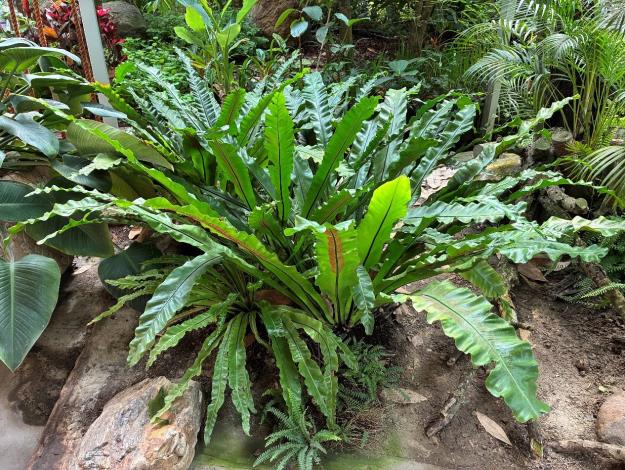 圖6山蘇外觀像鳥巢也有鳥巢蕨之稱。