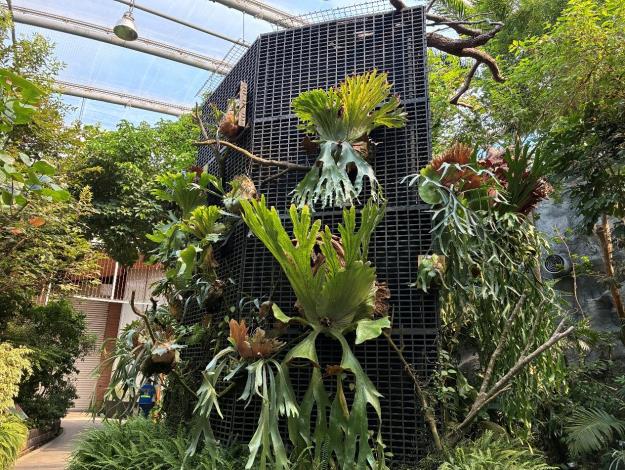 圖1典藏植物園內附生植物區的鹿角蕨養的頭好壯壯。