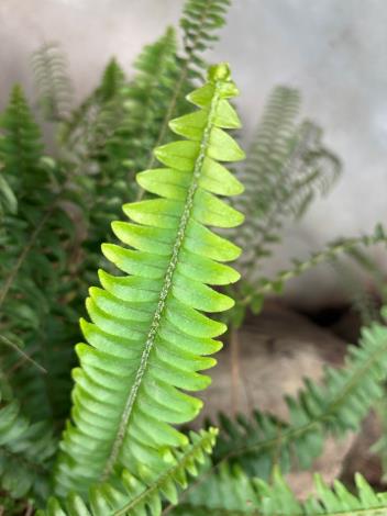 圖2園藝中常看到的波士頓腎蕨。