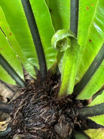 圖5可食用的山蘇嫩葉。