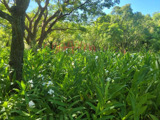 圖2.顏色鮮豔的活水飛輪設置於公園的花香與綠意中