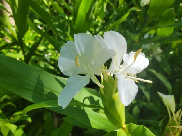 圖3. 周遭香氣清雅、花形似白蝴蝶的野薑花正靜靜綻放