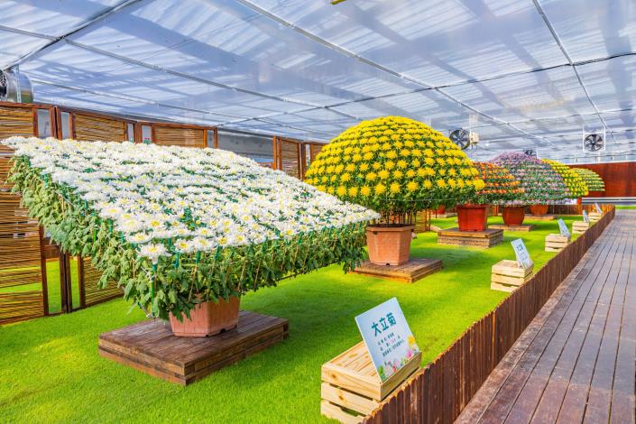 圖4、大立菊耗時16個月以上栽培期，需要極高度的專業技術方能完美呈現