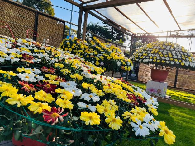 圖5、透過嫁接技術呈現單株多色的大立菊之美