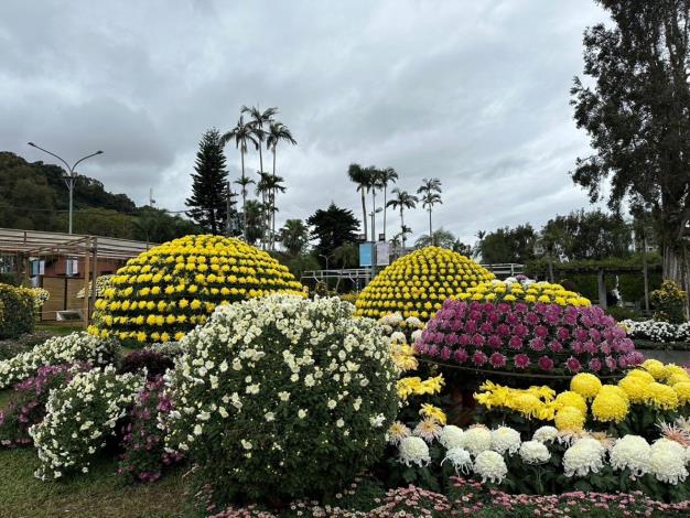 圖6、不同顏色的大立菊為每年的士林官邸菊展不可錯過的嬌點