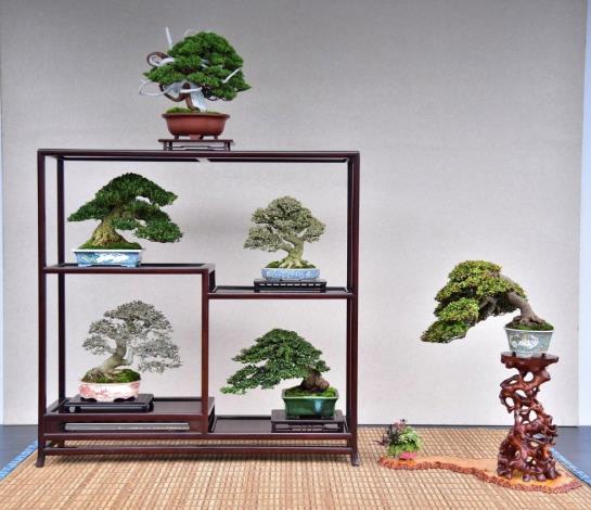 圖2 .數十年至百年以上的珍稀盆景展示(台北市盆景協會提供)