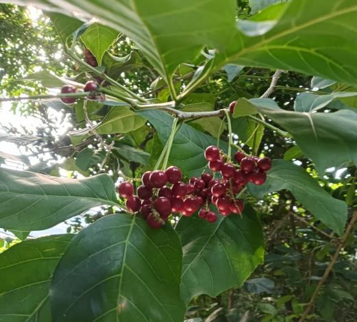 圖4「止宮樹」的成熟的鮮紅色果實。