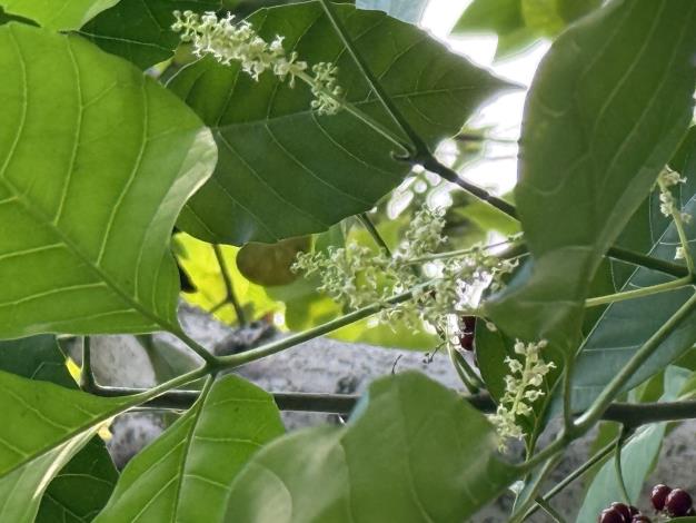 圖3「止宮樹」呈腋生的圓錐形總狀花序。.JPG