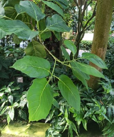 圖8 「止宮樹」葉為互生三出複葉,小葉呈橢圓形,葉片兩面光滑。