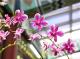 圖7 .花序如瀑，綿延而下，視覺震撼的「粉花瀑布」秋石斛