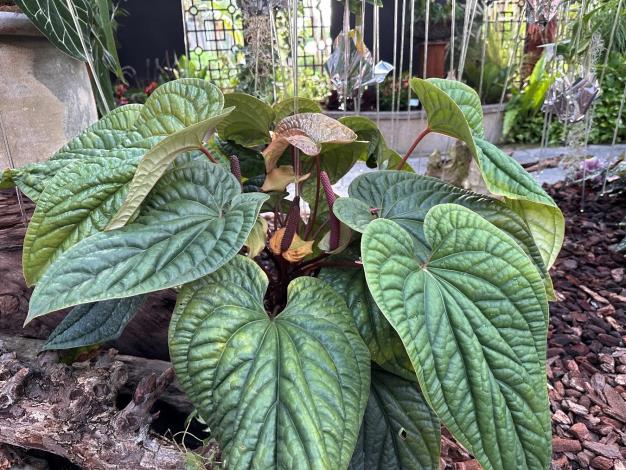 圖10 . 葉子碩大及皺褶的「奢華火鶴雜交種」