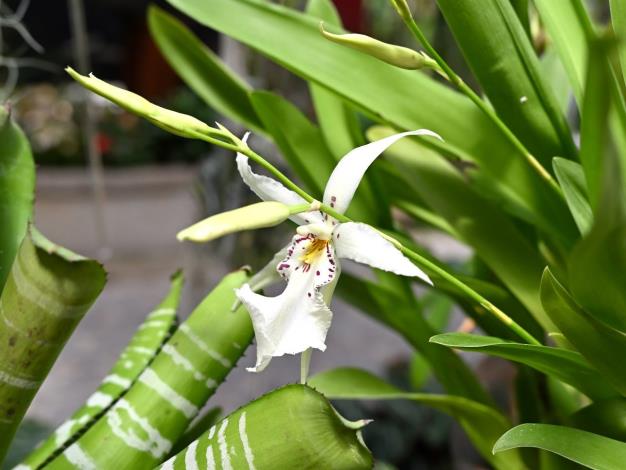 圖8 . 少見白色的「白仙女」文心蘭