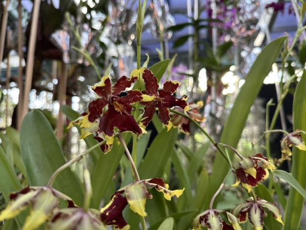 圖9 . 花朵碩大呈現暗紅色的「黃金紅貓」文心蘭