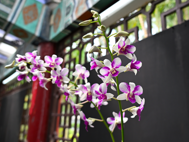 圖5 . 白底紫紋,筆觸潑灑獨特的「車敏」石斛蘭,獨樹一格的潑墨刷紋,極具東方水墨畫意境,總能吸引眾人目光