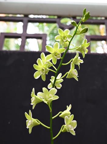 圖6 .綠色花瓣搭配白色邊緣,彷彿彩筆輕刷的「綠潑」秋石斛,清新脫俗