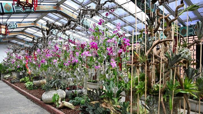 圖2.以石斛蘭運用綠水苔與垂吊設計重現枯山水意境,彷彿置身自然棲地