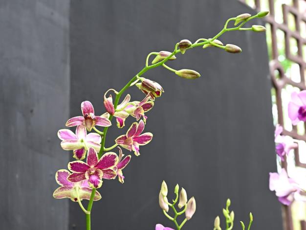 圖4 . 紫紅花瓣鑲金邊的「大黃潑」石斛蘭,花型碩大,花期長達兩個月,為組盆花禮首選