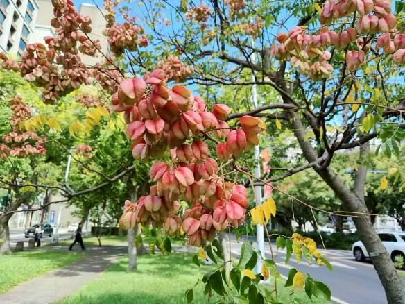 (圖6) 接下來將逐漸轉為紅褐色的燈籠狀蒴果，呈現另一種風情