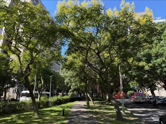 (圖4) 飽滿穗黃花朵隨著涼風中搖曳，高色調的黃是秋季冷涼卻又帶著內隱溫潤