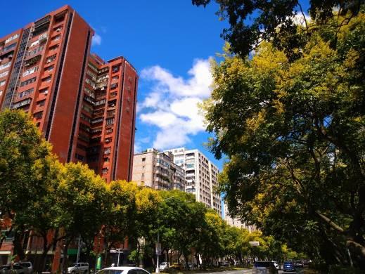 (圖7) 敦化南路上的臺灣欒樹秋天繽紛的色彩為這個城市帶來了活力