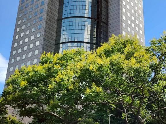 (圖2) 臺灣欒樹顏色變化豐富了都市的彩色層次