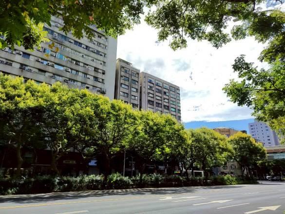 (圖5) 敦化南路上的臺灣欒樹秋天繽紛的色彩為這個城市帶來了活力