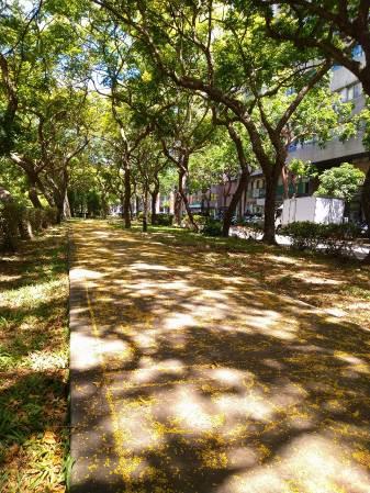 (圖8) 隨秋風而飄落的花朵如黃金雨般夢幻，市民、沐浴在金雨之下，可以感受到自然脈動的欣喜