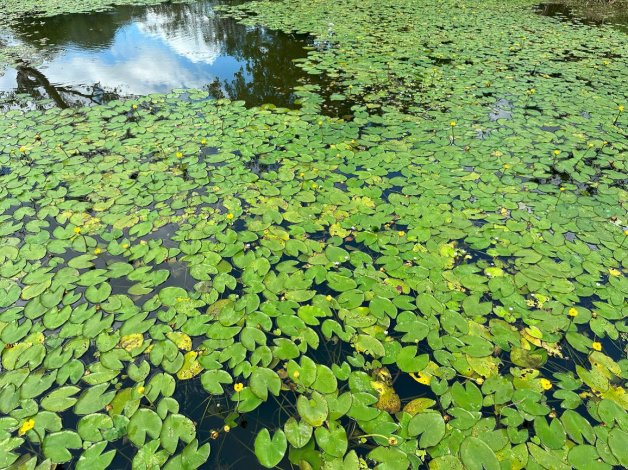 圖2. 永春陂濕地公園入口處密生水生植物的開放水域是觀察蜻蜓的良好定點