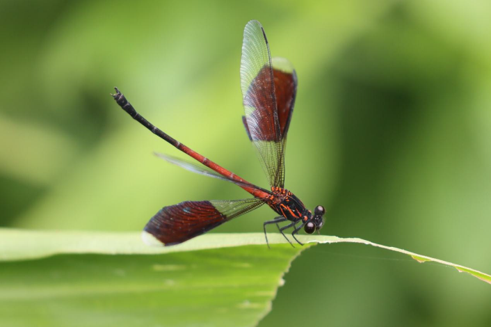 圖8.短腹幽蟌是溝壑、溪流等流水域環境中的代表性蜓種