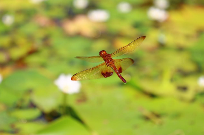 圖4. 紅褐色系的硃紅蜻蜓在一片綠色背景中顯得格外醒目