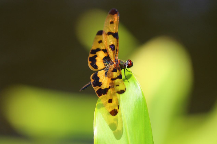 圖3.永開闊且水生植物生長豐富的水域是彩裳蜻蜓偏好的棲地環境