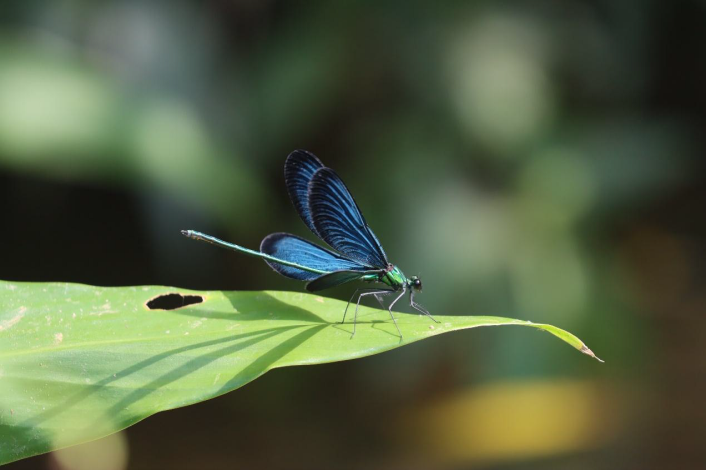 圖7.白痣珈蟌的翅膀在陽光下呈現耀眼的藍綠色金屬光澤