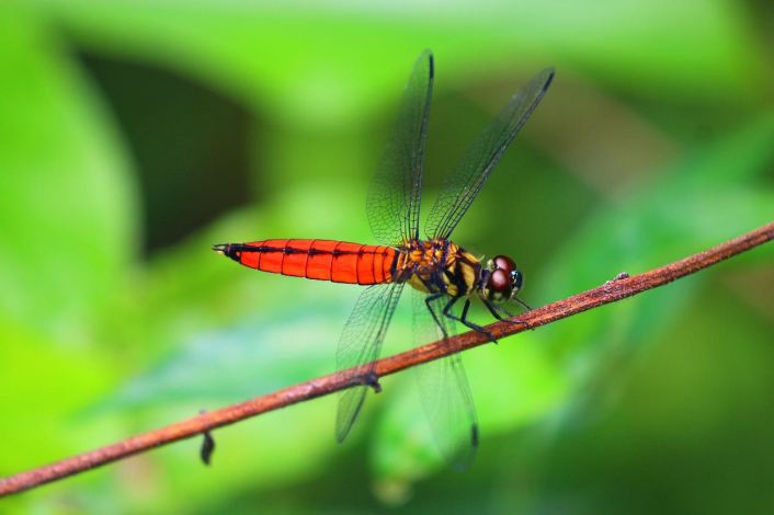 圖1.廣腹蜻蜓偏好略有遮蔭的林下水域，永春陂濕地公園正好提供牠所愛的棲息環境。