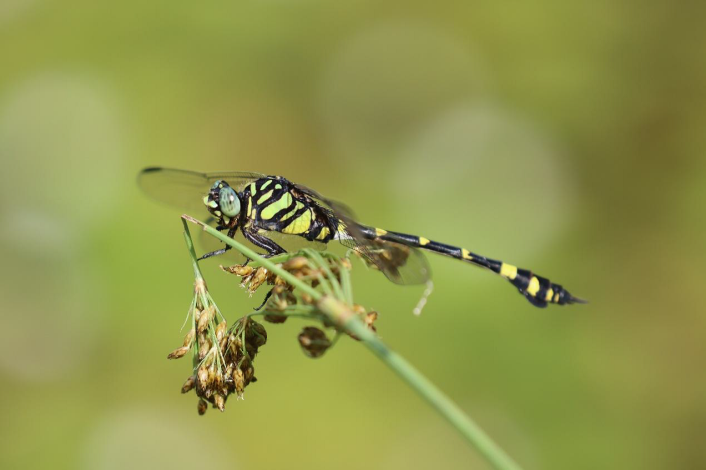 圖6.體型大、配色鮮明且經常停棲的粗鉤春蜓是開放水域最容易觀察的物種之一