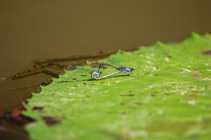 圖5. 公園入口幾處生長浮葉水生植物的水域搜尋一下，很容易觀察到停棲在葉面的葦笛細蟌
