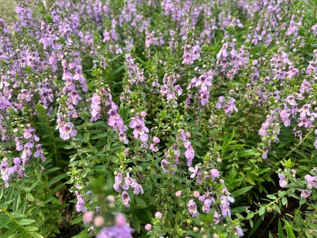 圖4. 粉色盛開天使花